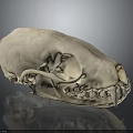 Detailed Animal Skull Organ Structure With Anatomical Features And 3D Rendered Texture