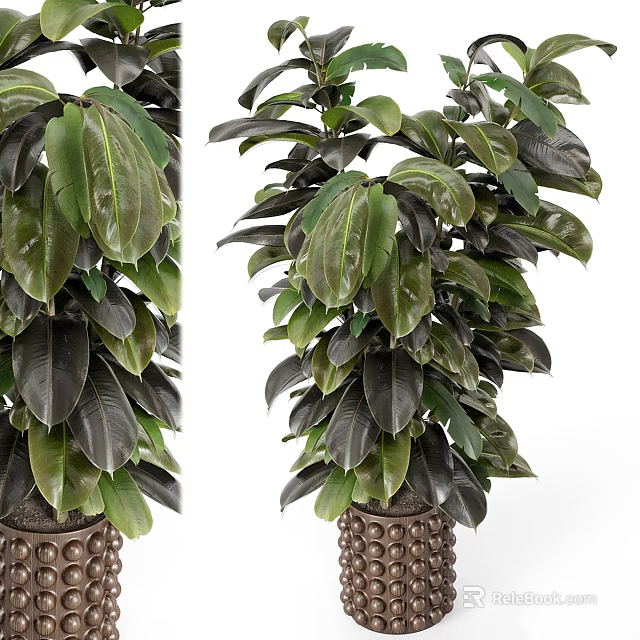Tall Indoor Garden Decor Plant With Broad Dark Green And Black Leaves In Decorative Pot 3d model 