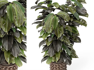Tall Indoor Garden Decor Plant With Broad Dark Green And Black Leaves In Decorative Pot 3d model
