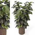 Tall Indoor Garden Decor Plant With Broad Dark Green And Black Leaves In Decorative Pot