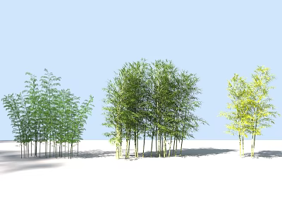 Various Forms of Bamboo Clusters with Green and Yellow Green Foliage in Outdoor Natural Environment 3d model