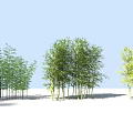 Various Forms of Bamboo Clusters with Green and Yellow Green Foliage in Outdoor Natural Environment