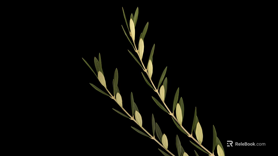 Fresh Olive Branch With Green Leaves And Olive Fruits On Black Background 3d model 