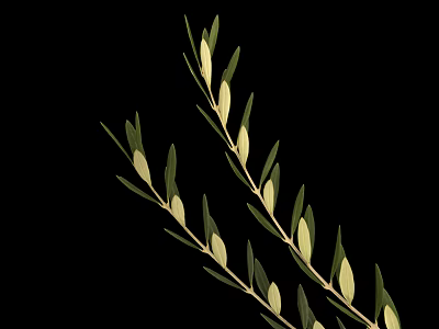 Fresh Olive Branch With Green Leaves And Olive Fruits On Black Background 3d model