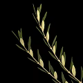 Fresh Olive Branch With Green Leaves And Olive Fruits On Black Background