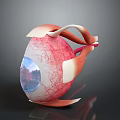 Detailed Human Eyeball 3D Model Showing Anatomical Structure With Iris Blood Vessels And Muscles