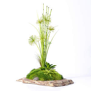 Modern plant decorations 3d model