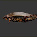 Detailed Brown Beetle with Oval Shaped Body and Red Legs on Gray Background