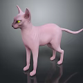 Pink Hairless Sphynx Cat With Yellow Eyes Standing On Black Surface And Reflection