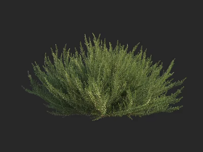 Green Shrub With Lush Dense Foliage Perfect For Garden Landscaping Design 3d model