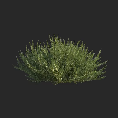 Green Shrub With Lush Dense Foliage Perfect For Garden Landscaping Design 3d model