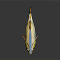 Vibrant Striped Fish with Yellow Blue and Orange Shiny Body on Dark Background