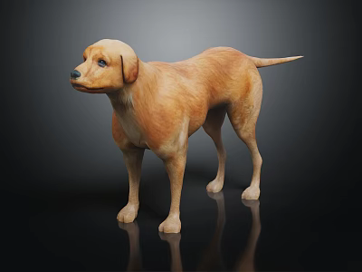 Detailed Yellow Labrador Dog Standing On Black Background With Reflective Surface 3d model