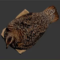 Flying Animal Quail With Striped Feathers Standing On Wooden Base Against Dark Background