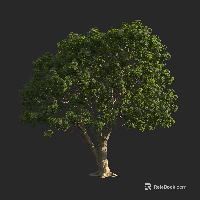 Arbor With Lush Green Foliage Strong Trunk And Exposed Roots In Natural Setting 3d model 