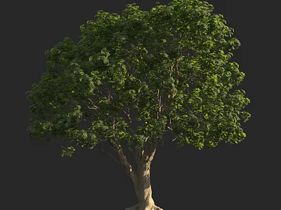 Arbor With Lush Green Foliage Strong Trunk And Exposed Roots In Natural Setting 3d model