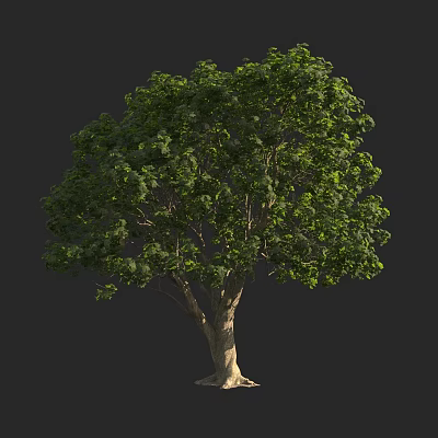 Arbor With Lush Green Foliage Strong Trunk And Exposed Roots In Natural Setting 3d model