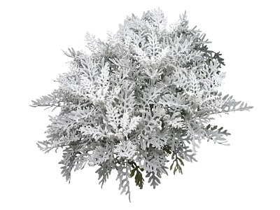 Ornamental Shrub With Silver White Fern Like Foliage And Dense Rounded Form 3d model