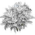 Modern Shrub Grass 3d model