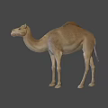 Realistic Dromedary Camel 3D Model Standing With Detailed Fur Texture 3d model