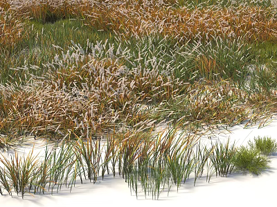 Natural Growing Mixed Herbs With Green Brown Grasses And White Fluffy Plants In Meadow 3d model