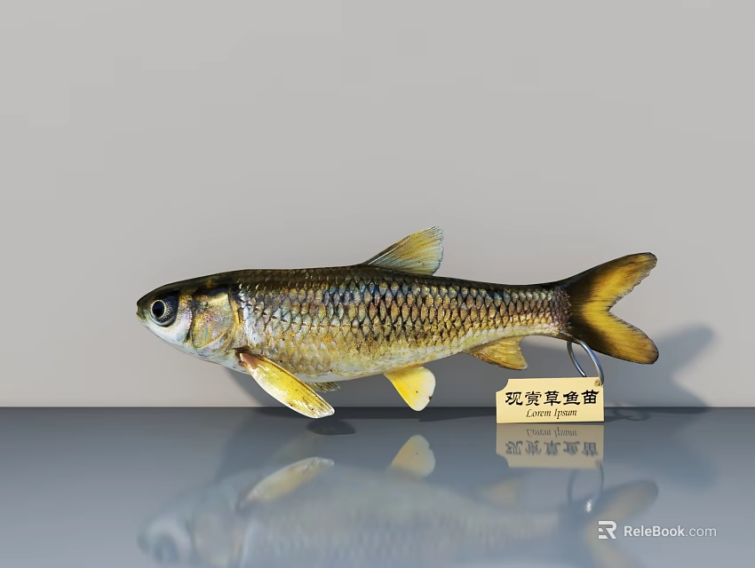 Short Tailed Barb Fish National Second Class Protected Aquatic Animal Specimen 3d model