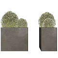 Two Bonsai Plants In Square Concrete Planters With Green Spherical Foliage