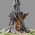 Rugged Ancient Tree With Exposed Roots And Tree Hollow In Grass