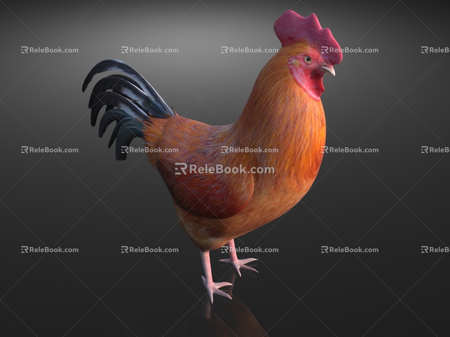 cock big cock chicken poultry 3d model