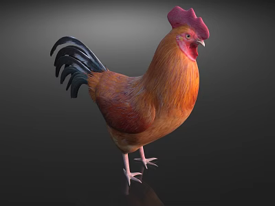 Vibrant Rooster With Red Comb Orange Brown Feathers And Black Tail Standing On Dark Background 3d model