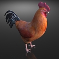 cock big cock chicken poultry 3d model