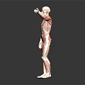 Anatomical Medical Device Human Muscle Model as Anatomy Teaching Tool for Education