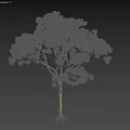 Lemon Eucalyptus Big Leaf Eucalyptus Roadside Trees Street Trees Community Greening Landscape Trees Landscaping Ornamental Trees Poplar Trees Elm Trees Deciduous Trees 3d model