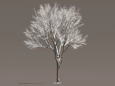 Tall Arbor With Bare White Covered Branches And Brown Trunk On Gray Background 3d model