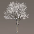 Tall Arbor With Bare White Covered Branches And Brown Trunk On Gray Background