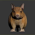 Orange Mouse With Large Ears White Paws And Black Eyes On Dark Background