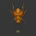 Orange Leaf Insect With Detailed Wing Texture Long Antennae And Small Leaf On Black Background