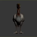 Realistic Dodo Bird 3D Model With Large Beak And Feathered Body Standing Pose