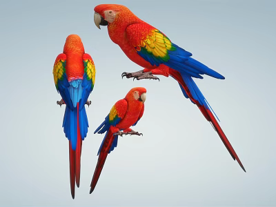 Colorful Macaw Parrots With Red Yellow Blue Feathers As Exotic Flying Animals 3d model