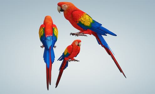 Modern Parrot Macaw 3d model