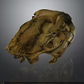 Ancient Animal Skull Fossil With Brown Textured Surface On Dark Background