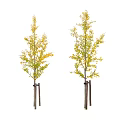 trees street trees deciduous trees ginkgo tree 2D plants 3d model