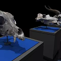 Multiple Educational Medical Anatomical Skull Specimens on Blue Display Stands Black Background
