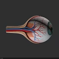 Human Eye Anatomical Structure Detailed Cross Section With Blood Vessels And Retina
