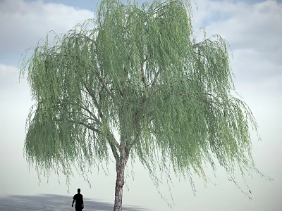 Tall Weeping Willow Tree Under Cloudy Sky With Silhouette of a Person Standing Nearby 3d model