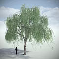 Tall Weeping Willow Tree Under Cloudy Sky With Silhouette of a Person Standing Nearby