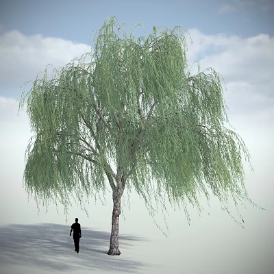 Tall Weeping Willow Tree Under Cloudy Sky With Silhouette of a Person Standing Nearby 3d model