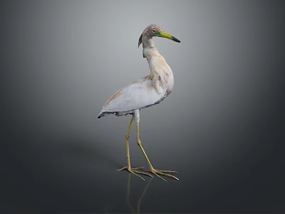 White Feathered Bird With Long Yellow Beak And Long Yellow Legs Standing On Dark Background 3d model