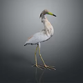 White Feathered Bird With Long Yellow Beak And Long Yellow Legs Standing On Dark Background