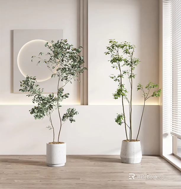 Indoor Bonsai Potted Plants in Modern White Interior with Green Foliage and Ceramic Planters 3d model 